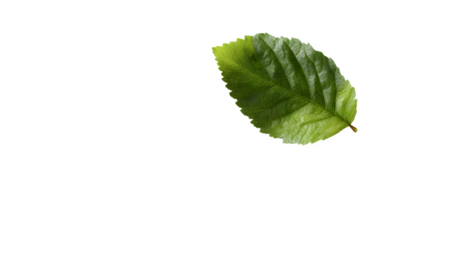 a simple floating leaf with realistic drop shadow, isolated on white background