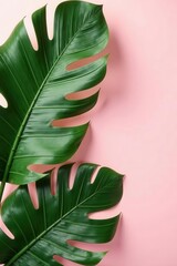 Large green exotic palm leaf overhead, pale pink background , top view, nature