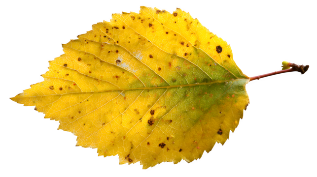 a single bright yellow birch leaf with visible spots, isolated on transparent background