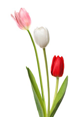 Beautiful colorful tulips isolated on white. Spring flowers