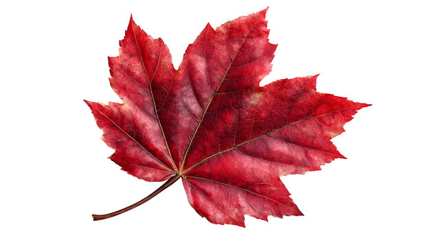 a single red maple leaf, realistic texture, isolated on white background