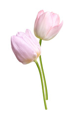 Beautiful colorful tulips isolated on white. Spring flowers