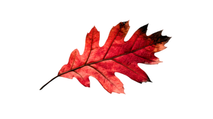 a single red oak leaf with burnt tip, isolated on transparent background