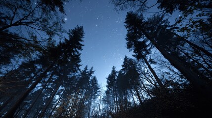 Looking Up at Starry Night Sky Through Tall Trees, Evoking Tranquility and Natural Wonder, Ideal for Travel and Environmental Awareness Campaigns : Generative AI
