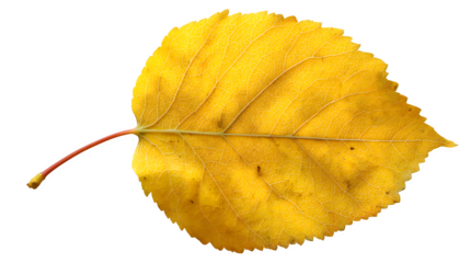 a single vivid yellow poplar leaf, isolated on transparent background