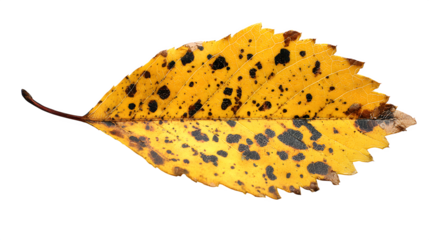 a small yellow leaf with brown spots, isolated on white background