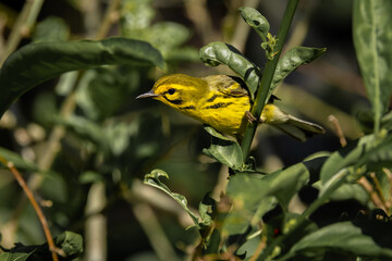 Yellow Bird Perched in a green bush