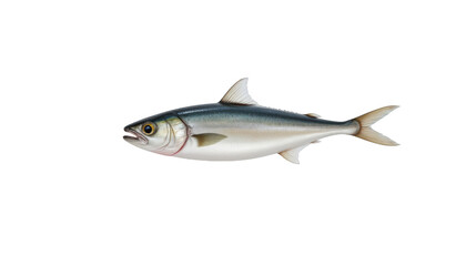 Fototapeta premium Striking fish portrait, a detailed closeup on black background fish