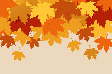 Fototapeta premium autumn maple leaves