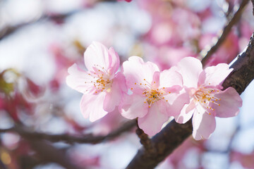 Kawazu-zakura in Kyoto, close-up of cherry petals	
