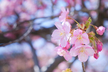 Kawazu-zakura in Kyoto, close-up of cherry petals	
