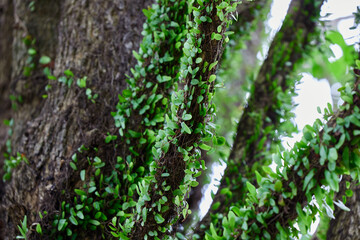 Low angle view of Drymoglossum piloselloides (L.) Presl growing on tree