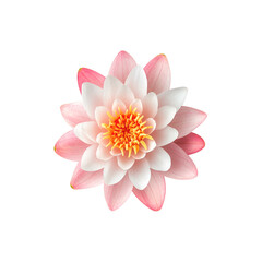 Obraz premium Close-up of a lotus flower transparent