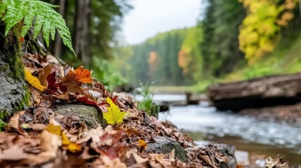 Obraz premium Autumn riverbank foliage and fern growth capture for serene woodland backdrop