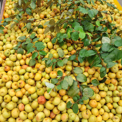 fruits in the market