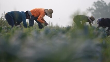 Telephoto lens view of farmers bent over picking vegetables in a field at sunrise in early morning...