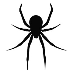 spider on a white background