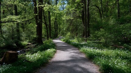 Fototapeta premium Serene forest pathway in lush green woodland with sunlight