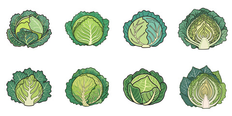 Vector illustration of multiple cabbages, outline