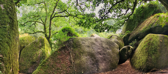 Panoramic view of moss-covered rocks under green canopy in natural forest setting