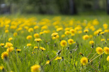 Vibrant Field of Yellow Dandelions in a Sunny Green Landscape