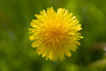 Close-Up View of a Bright Yellow Dandelion in Full Bloom