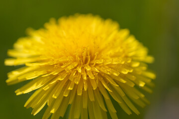 Close-Up View of a Bright Yellow Dandelion in Full Bloom
