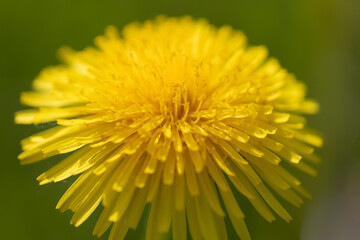 Close-Up View of a Bright Yellow Dandelion in Full Bloom