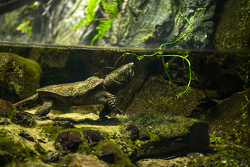 Curious turtle swimming in the water in the wild