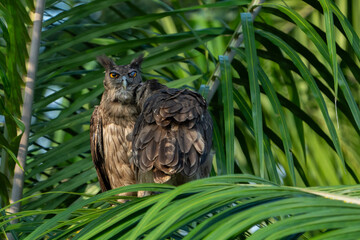 The dusky eagle-owl (Ketupa coromanda) 