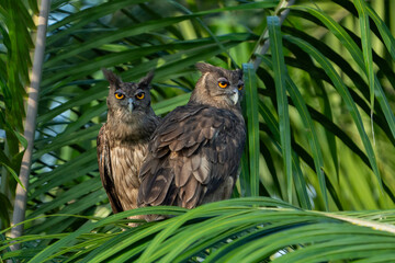 The dusky eagle-owl (Ketupa coromanda) 