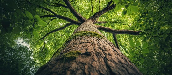 Naklejka premium Majestic tree, forest canopy, nature, spring leaves, environmental backdrop