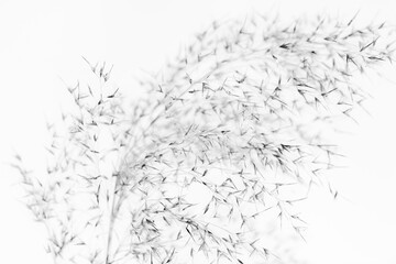 Stems of dry fluffy grass close-up on a white background.