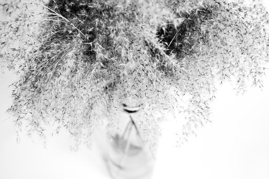 Bouquet of dry fluffy grass close-up on a white background. Plant decorative light background.