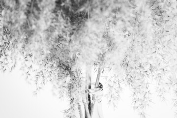Bouquet of dry fluffy grass close-up on a white background. Plant decorative light background.