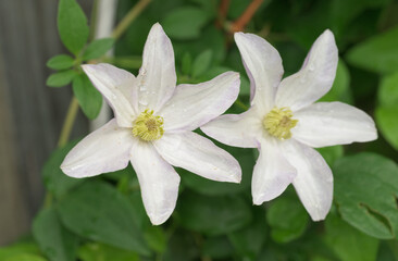 Two white Clematis flowers climbing on a trellis in spring