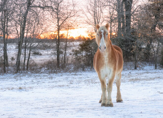Blond Belgian draft horse in snowy winter pasture at sunrise, looking at the viewer