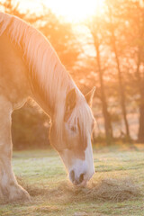 Beautiful blond Belgian draft horse eating hay in pasture against spring sunrise