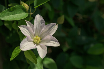 White Clematis flower in spring sun, with copy space