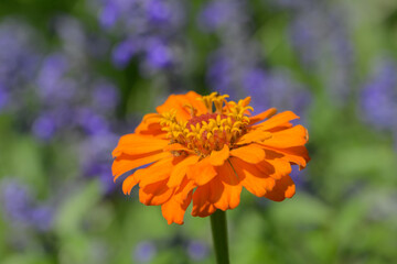Orange Zinnia flower contrasted against green and violet floral background, in sunny summer garden