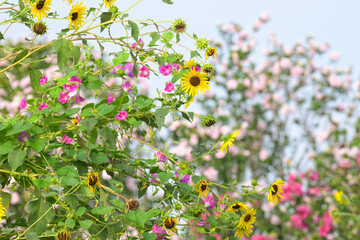 Native sunflower with pink Morning Glory vine growing all over it, with flowering bushes on the background; on an early summer morning