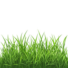 Obraz premium Vibrant Green Grass Field Isolated on Transparent or White Background