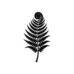 fern tip unfolding on white background  