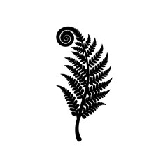 fern tip unfolding on white background  .svg