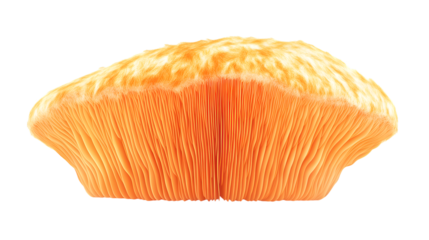 Fresh Lions Mane Mushroom Isolated on Transparent Background for Culinary Art