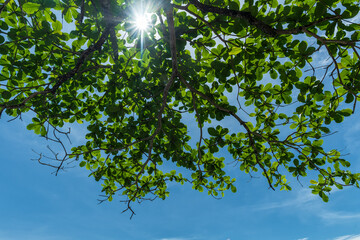 Beautiful green leaf and sunlight. Nature background.