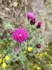 Obraz premium Vertical photo of thistle flowers in close-up, sharp petals, wild plant, botanical detail, blooming thistle, nature texture, summer flora, meadow scene, herbal plant, natural background. 