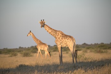 Fototapeta premium giraffe in the savannah