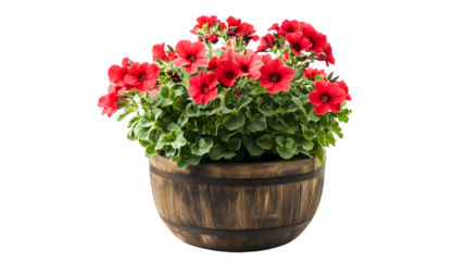 Vibrant Red Geranium Flower in Large Wooden Pot Isolated on Transparent Background