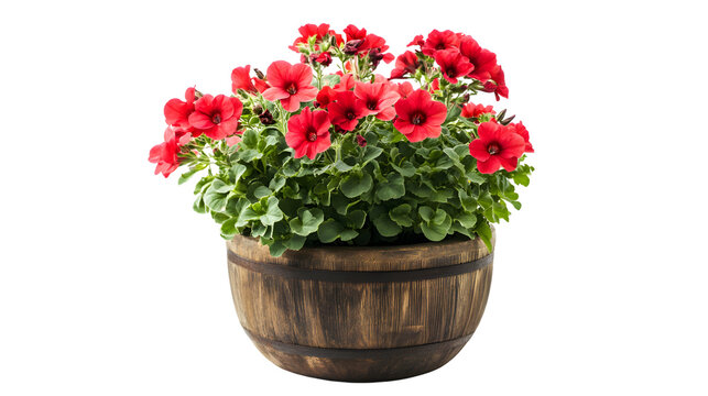 Vibrant Red Geranium Flower in Large Wooden Pot Isolated on Transparent Background